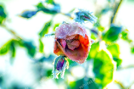 Rote Rose bedeckt mit Frost