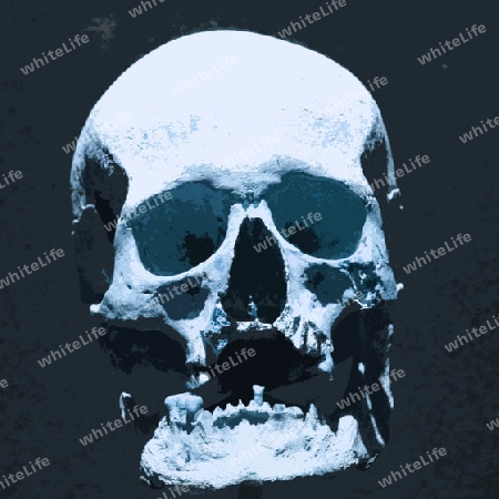Skull 007