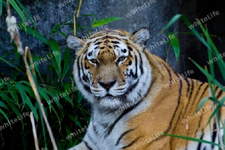 Siberian Tiger portrait