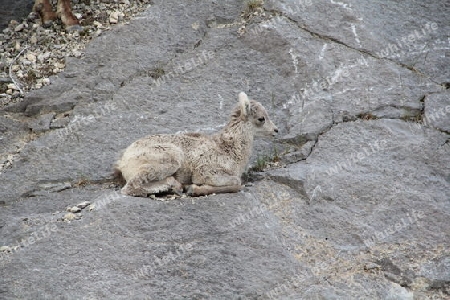 Ziegenbaby in den Rocky Mountains