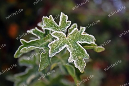Bl?tter mit Rauhreif, Leaves with frost 