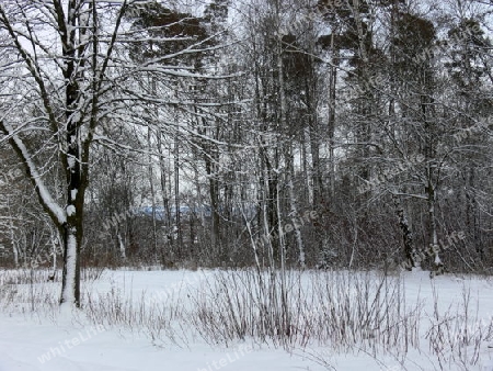 Wald im Winter 4