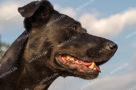 Profil eines schwarzen Hundes
