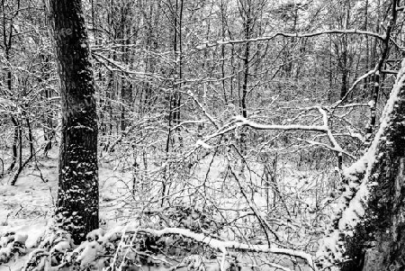 verschneiter Wald zwischen Hessen und Unterfranken