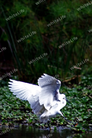 Little Egret, Egretta garzeta