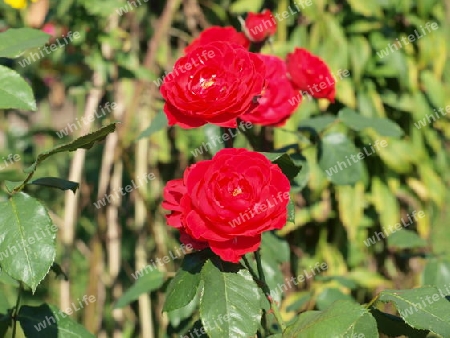 ^Rote Rosen im Garten
