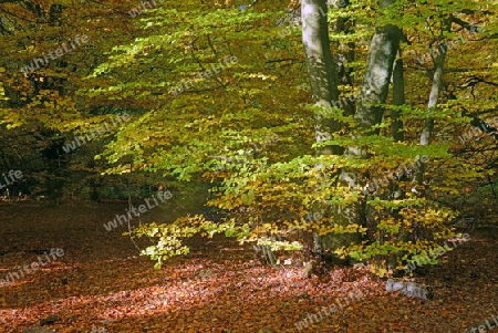 stimmungsvolle, herbstliche Lichtsituation mit Buchen (Fagus) , Urwald Sababurg, Hessen, Deutschland, Europa