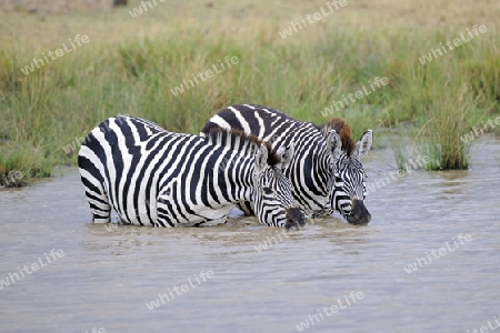 Zebras (Equus quagga), Paar trinkt aus Teich,  Masai Mara, Kenia, Afrika