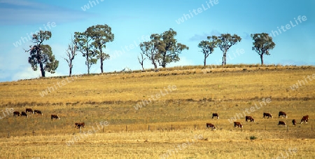 Cattle herd near Dubbo New South Wales Australia