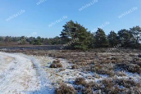 Winter im Naturpark Fischbeker Heide