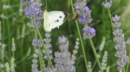 Schmetterling k?sst Lavendel
