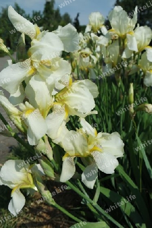 Iris Blumen