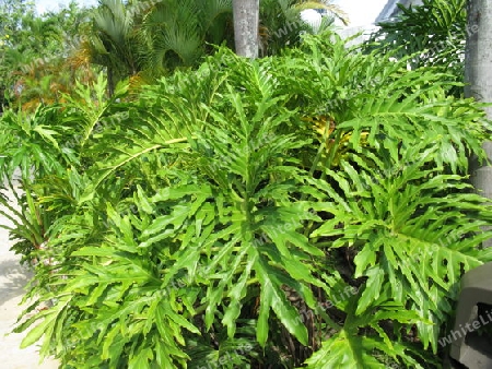 Philodendron, Dominikanische Republik