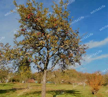 Baum in Herbstfarben gegen blauen Himmel