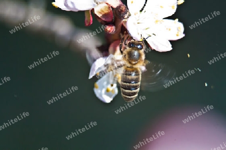 Honigbiene sammelt Nektar auf Aprikosenbl?te