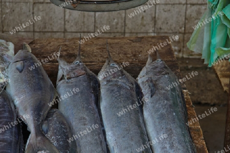 Fischmarkt in Boosa - Sri Lanka