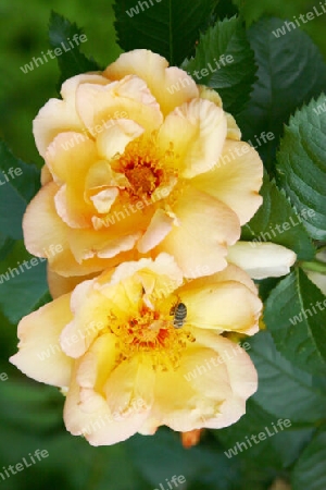Gelbe Rosen von der Insel
