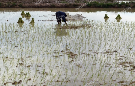 Reisfelder und Landwirtschaft in der Provinz Amnat Charoen nordwestlich von Ubon Ratchathani im nordosten von Thailand in Suedostasien.