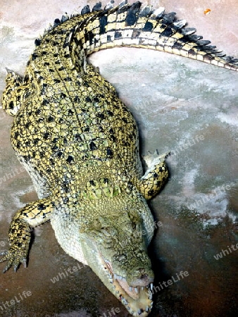 Krokodil in ruhender Stellung