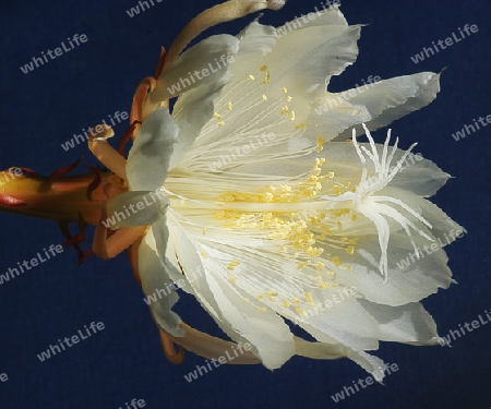 Epiphyllum - Hybride