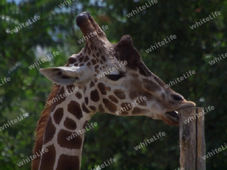Giraffe am Zaunpfahl