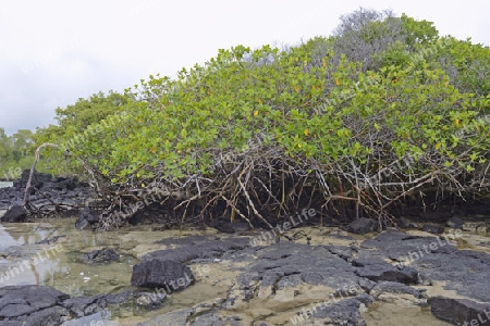 Rote Mangrove (Rhizophora mangle) ,  Insel Isabela,  Galapagos , Unesco Welterbe, Ecuador, Suedamerika
