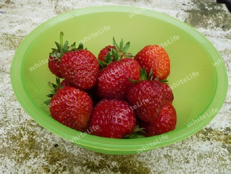 Schale Erdbeeren