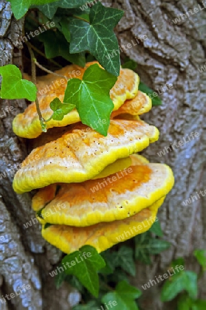 Chicken Mushroom (Laetiporus sulphureus) on a tree trunk in the Danube lakes near Regensburg Bavaria Germany