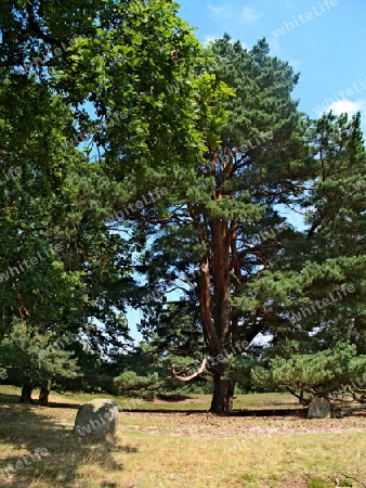 Der alte Kiefernbaum