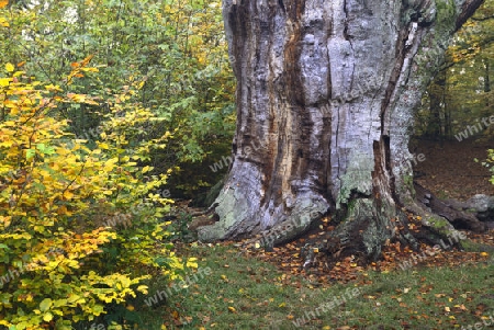 Ca. 800 Jahre alte Buche (Fagus) im Herbst,  Urwald Sababurg Nat