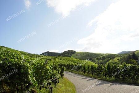 Weinanbaugebiet Ortenau im Schwarzwald