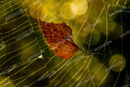 Herbstblatt in Spinnennetz