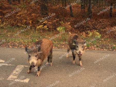 Wildschweine auf dem Fahrradweg