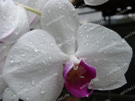 Wei?e Orchidee mit Wassertropfen