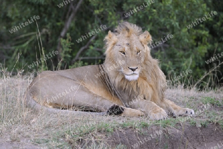 L?we (Panthera leo), alter M?hnenl?we, Portrait, Masai Mara National Reserve, Kenia, Ostafrika, Afrika