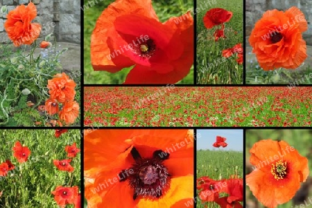 Roter Mohn, collage