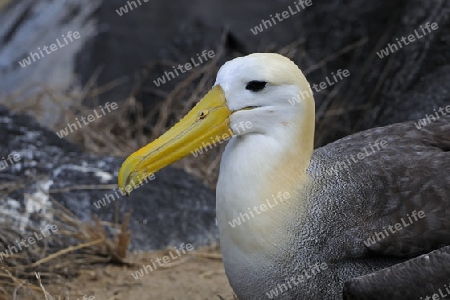 Galapagos Albatross (Phoebastria irrorata), Espanola Insel, Galapagos Archipel, Unesco Weltkulturerbe, Ecuador, Suedamerika, Pazifik