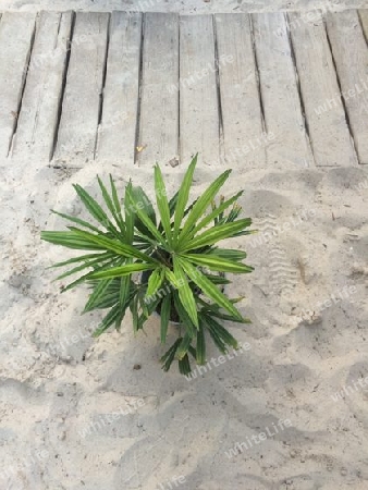 Palme auf dem Sandstrand