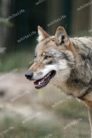 Wolf 003