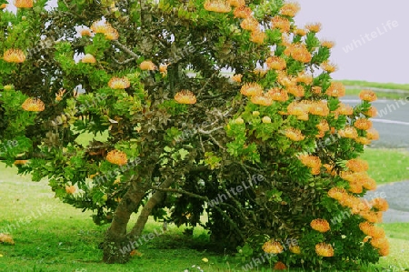 Orange-Nadelkissen - Leucospermum cordifolium