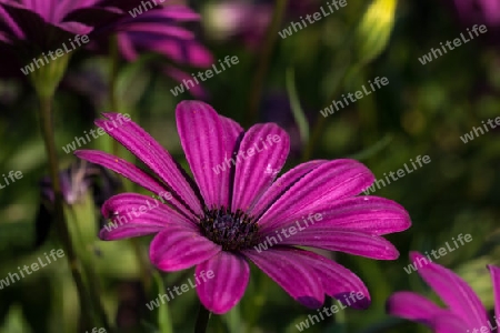 Lila Chrysanthemenbluete im Spaetsommer - Purple chrysanthemum flower in late summer