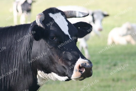 Portrait image of a black cow  Portr?tbild von einer schwarzen  Kuh