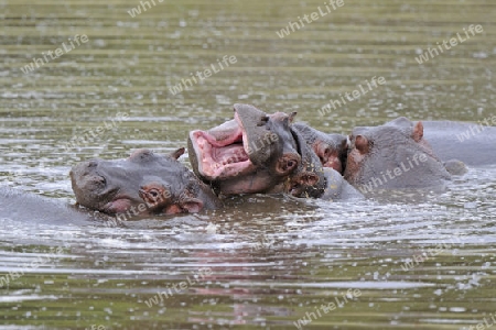 Flusspferd, Nilpferd (Hippopotamus amphibius) im Wasser, Masai Mara Nationalpark, Kenia, Afrika