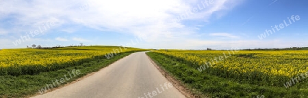 High resolution panorama of yellow fields of flowering rape and tree against a blue sky with clouds, natural landscape background with copy space, Germany Europe.