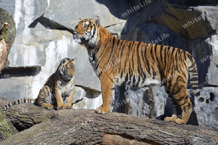 Hinterindischer oder Indochina Tiger (Panthera tigris corbetti) Jungtier mit Mutter, Tierpark Berlin, Deutschland, Europa