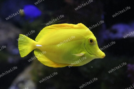 Gelber Segelflossendoktorfisch