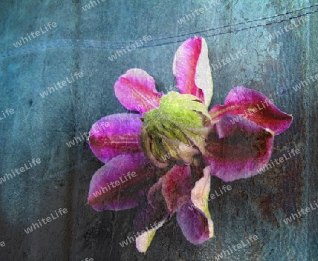 Clematis in Jeans