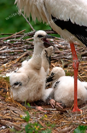 Junge Stoerche im Nest