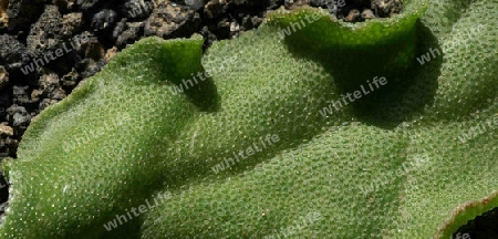 Kaktusblatt