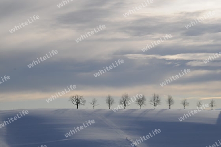 Winterlandschaft - winter landscape
